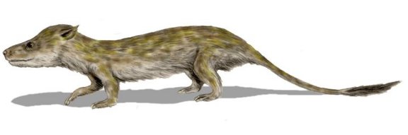 Oligokyphus - Prehistoric Animals