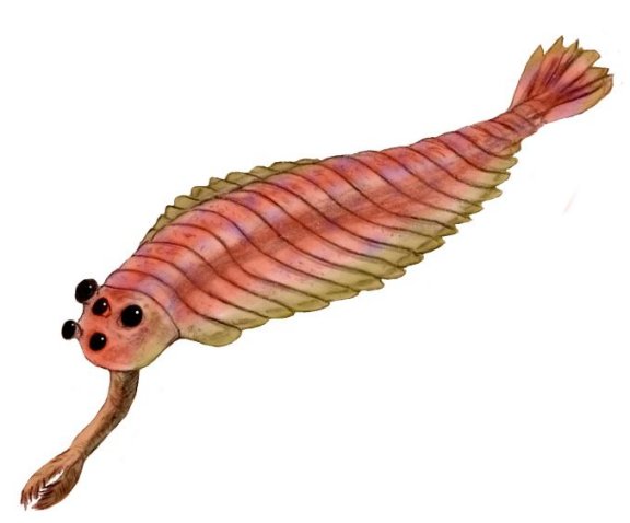 Opabinia regalis - Prehistoric Animals