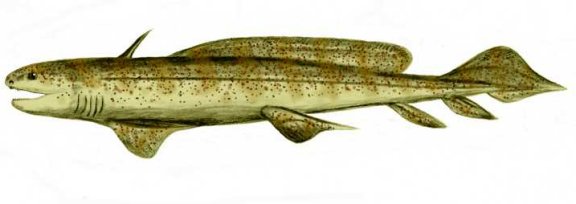 Orthacanthus seckenbergianus - Prehistoric Animals