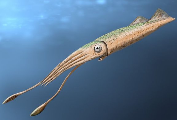 Tusoteuthis longa - Prehistoric Animals