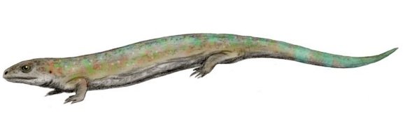 Westlothiana lizziae - Prehistoric Animals