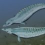 Basilosaurus