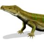 Chasmatosaurus yuani