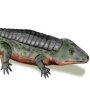 Chroniosuchus paradoxus