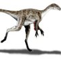 Coelurus