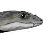 Comahuesuchus