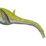 Libonectes