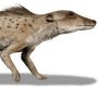 Pakicetus