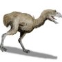 Paraphysornis