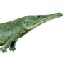 Prionosuchus plummeri