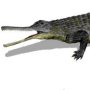 Rutiodon