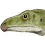 Head of Shuvosaurus