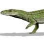 Sichuanosuchus