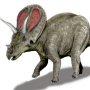 Torosaurus latus