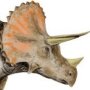 Triceratops horridus