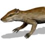 Yanoconodon