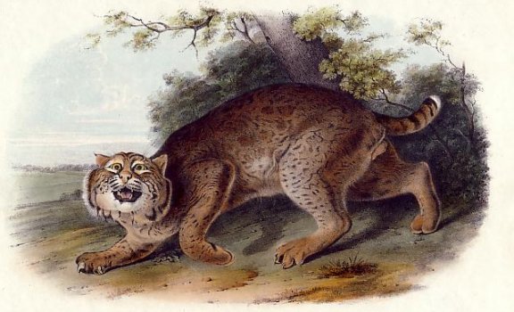 American Wild Cat - Audubon's Viviparous Quadrupeds of North America