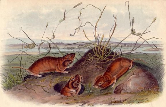 Columbia Pouched Rat (Northern Pocket Gopher) - Audubon's Viviparous Quadrupeds of North America