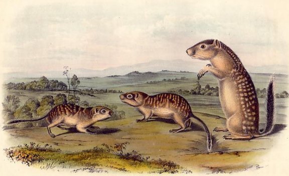 California Marmot Squirrel (Mexican Ground Squirrel) - Audubon's Viviparous Quadrupeds of North America