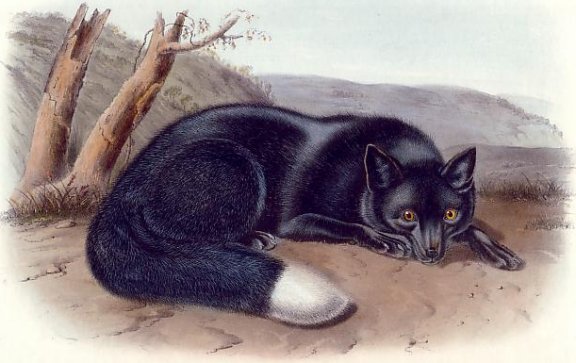 American Silver or Black Fox (Red Fox) - Audubon's Viviparous Quadrupeds of North America