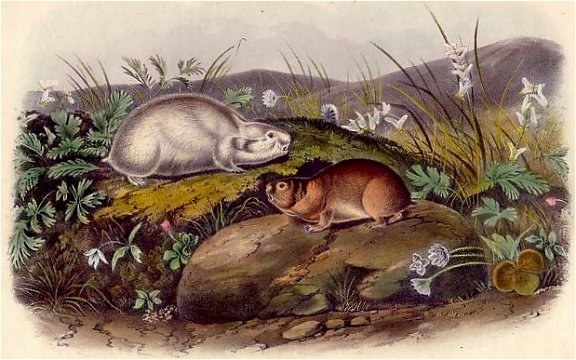 Hudson Bay Lemming (Labrador Collared Lemming) - Audubon's Viviparous Quadrupeds of North America