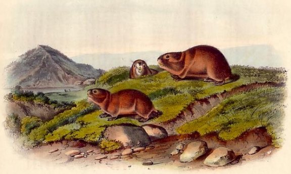 Tawney's/Back's Lemming (Brown Lemming) - Audubon's Viviparous Quadrupeds of North America