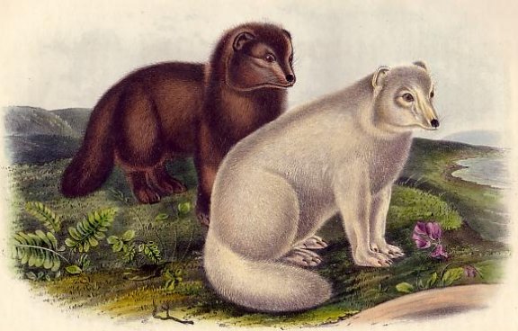 Arctic Fox - Audubon's Viviparous Quadrupeds of North America