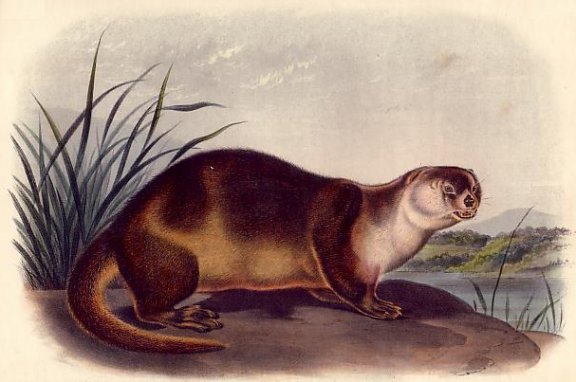 Canada Otter - Audubon's Viviparous Quadrupeds of North America