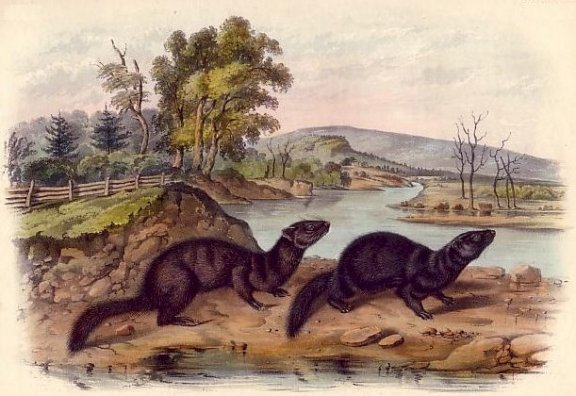 Mountain Brook Mink - Audubon's Viviparous Quadrupeds of North America