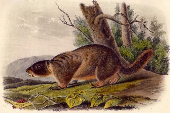 Yellow-bellied Marmot - Audubon's Viviparous Quadrupeds of North America