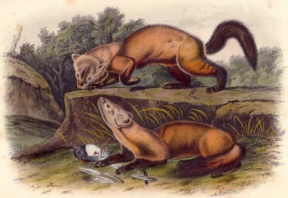 Pine Marten - Audubon's Viviparous Quadrupeds of North America