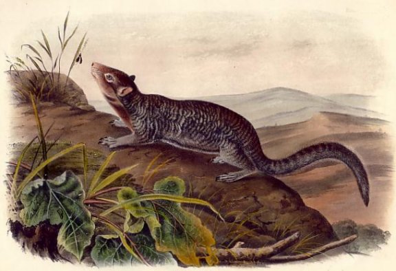 Large-tailed Spermophile (Rock Squirrel) - Audubon's Viviparous Quadrupeds of North America