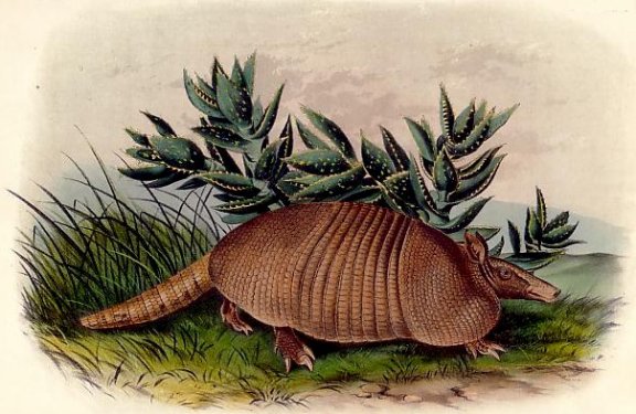 Nine-banded Armadillo - Audubon's Viviparous Quadrupeds of North America