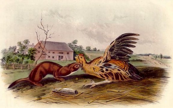 Little American Brown Weasel (Long-haired Weasel) - Audubon's Viviparous Quadrupeds of North America