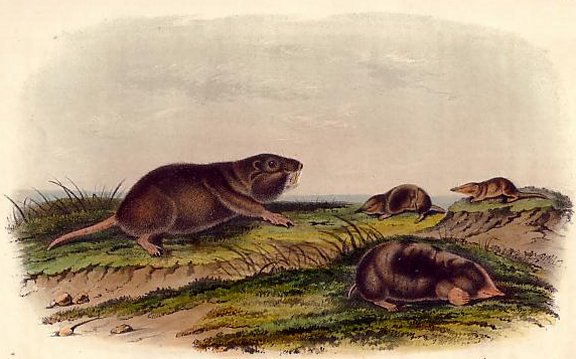 Long-nosed Shrew (Southeastern Shrew) - Audubon's Viviparous Quadrupeds of North America