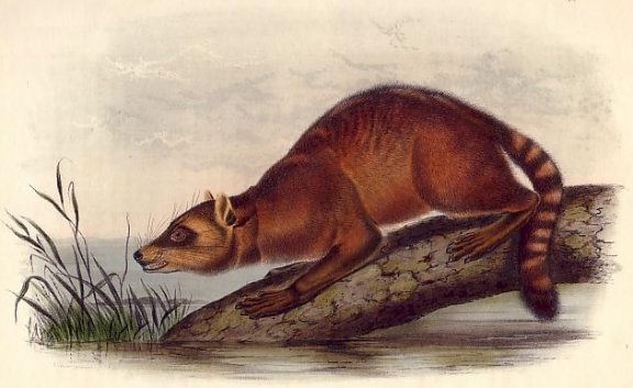 Crab-eating Raccoon - Audubon's Viviparous Quadrupeds of North America