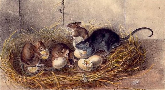 Black Rat - Audubon's Viviparous Quadrupeds of North America