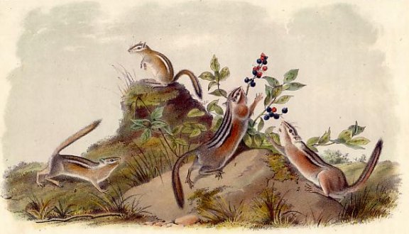 Four-striped Ground Squirrel (Colorado Chipmunk) - Audubon's Viviparous Quadrupeds of North America