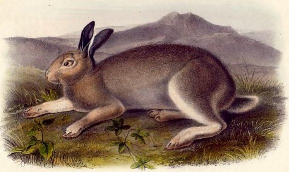 Polar Hare (Arctic Hare) - Audubon's Viviparous Quadrupeds of North America