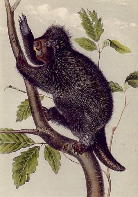 Canada Porcupine - Audubon's Viviparous Quadrupeds of North America