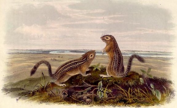 Leopard Spermophile (Thirteen-lined Ground Squirrel) - Audubon's Viviparous Quadrupeds of North America