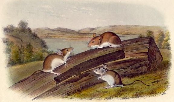 White-footed Mouse - Audubon's Viviparous Quadrupeds of North America