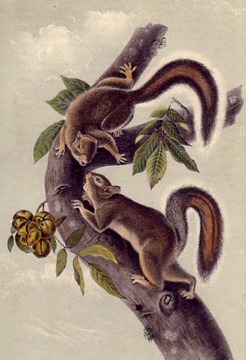 Hare Squirrel (Western Grey Squirrel) - Audubon's Viviparous Quadrupeds of North America