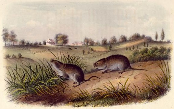 Wilson's Meadow Mouse (Meadow Mole) - Audubon's Viviparous Quadrupeds of North America