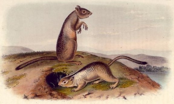 Douglas Spermophile (California Ground Squirrel) - Audubon's Viviparous Quadrupeds of North America