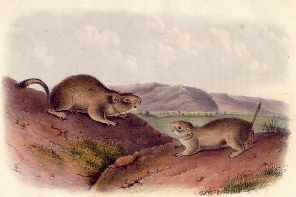 Richardson's Spermophile - Audubon's Viviparous Quadrupeds of North America