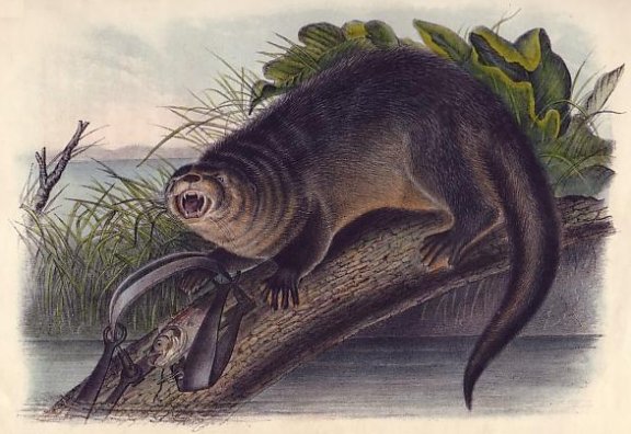 Canada Otter (River Otter) - Audubon's Viviparous Quadrupeds of North America