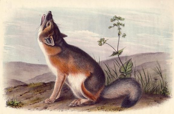 Swift Fox - Audubon's Viviparous Quadrupeds of North America