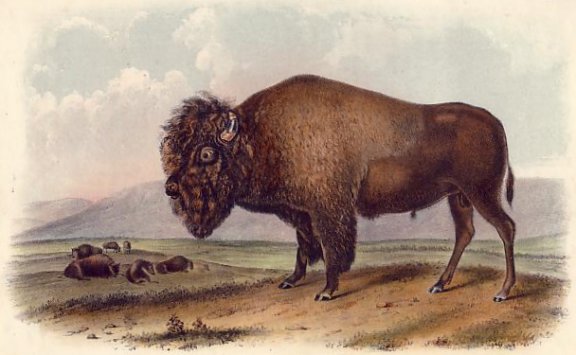 American Bison (Male) - Audubon's Viviparous Quadrupeds of North America