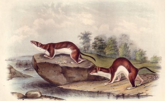 American Brown Weasel (Ermine) - Audubon's Viviparous Quadrupeds of North America